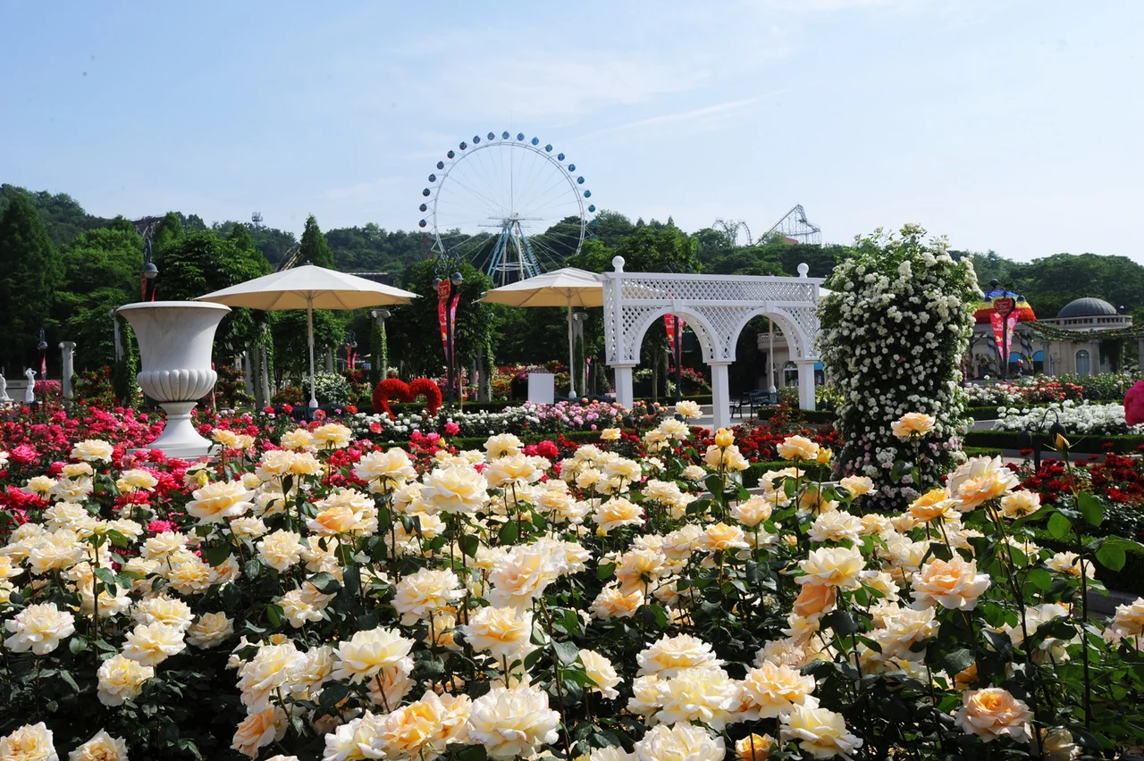 Seoul - Everland Shuttle Bus