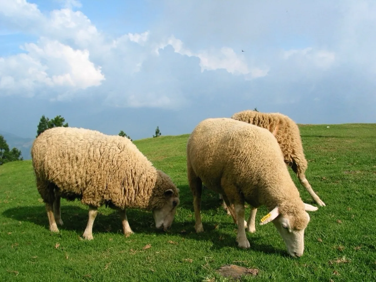Taichung Cingjing Farm & Sun Moon Lake Day Tour (Departing from Taichung)