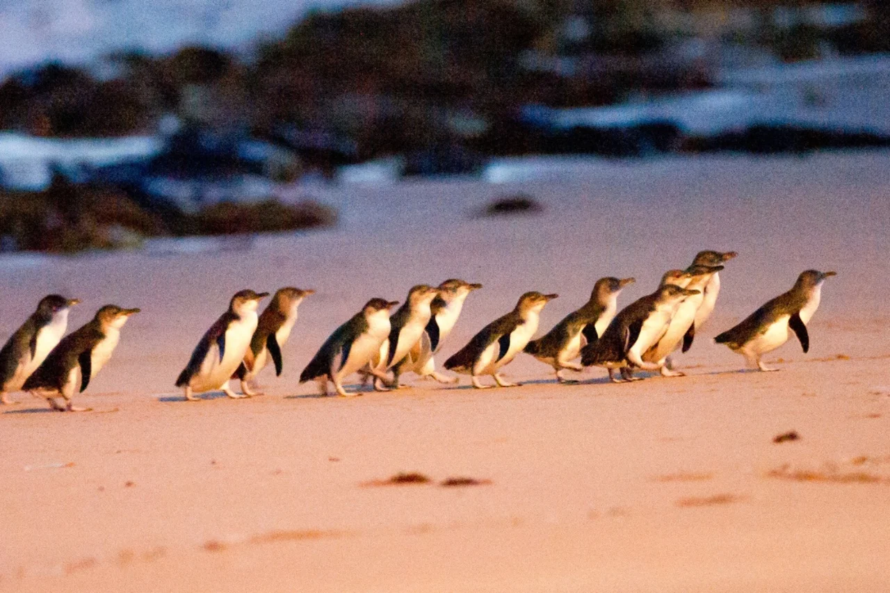 Phillip Island Nature and Penguin Parade Exploration Tour