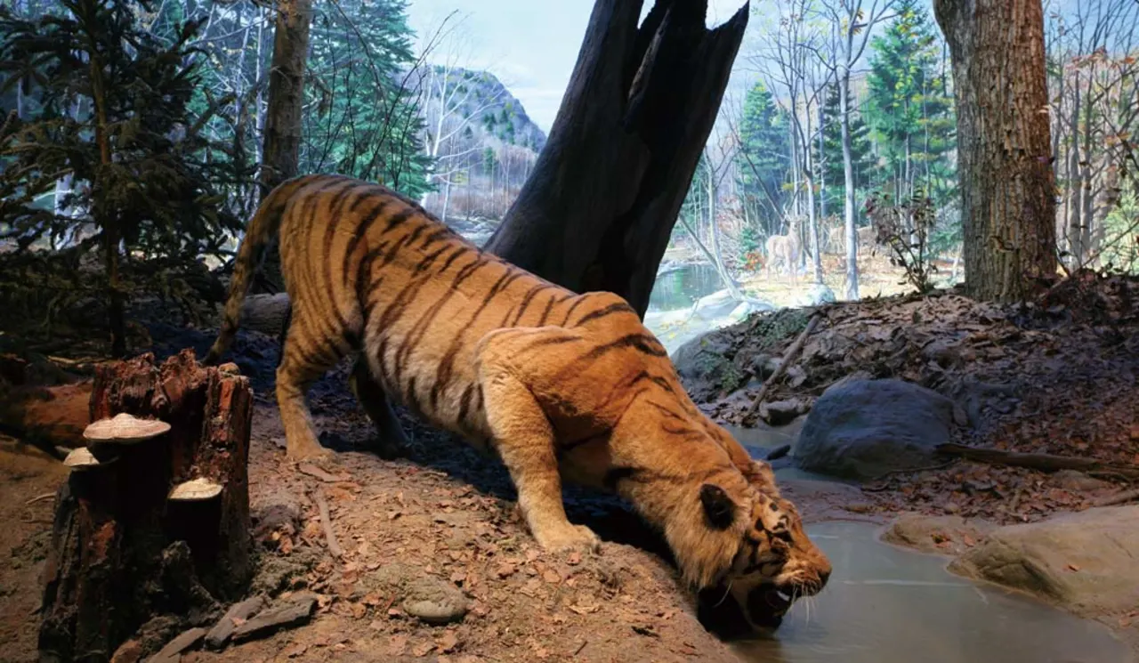 National Museum of Natural Science Ticket and Combo Ticket 