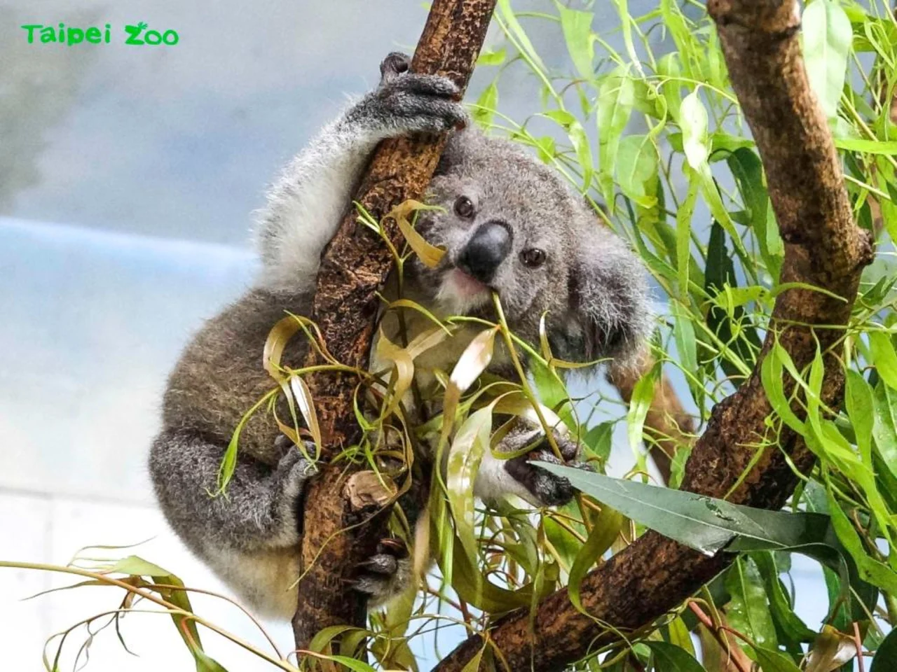 Taipei Zoo Ticket