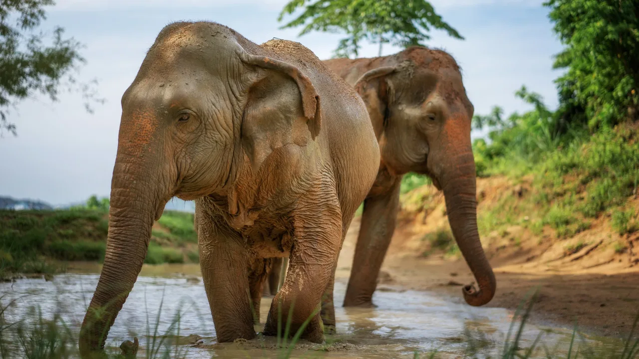 Elephant Jungle Sanctuary Phuket Experience