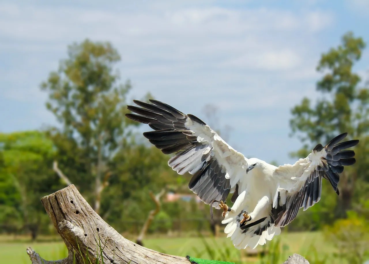 Lone Pine Koala Sanctuary Entry Ticket