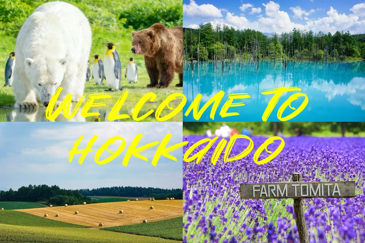 Asahiyama Zoo & Biei Blue Pond & Shirogane Falls or Farm Tomita Day Trip (Departing from Sapporo, Hokkaido, includes original souvenir)
