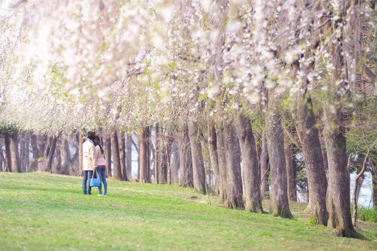 Nami Island Ticket