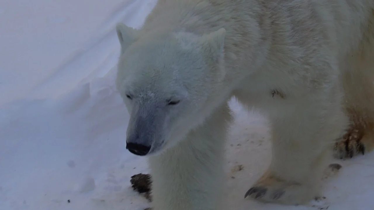 Hokkaido One-Day Tour: Asahiyama Zoo & Shikisai no Oka & Biei Christmas Tree & Ningle Terrace (Departing from Sapporo, optional snowmobile)