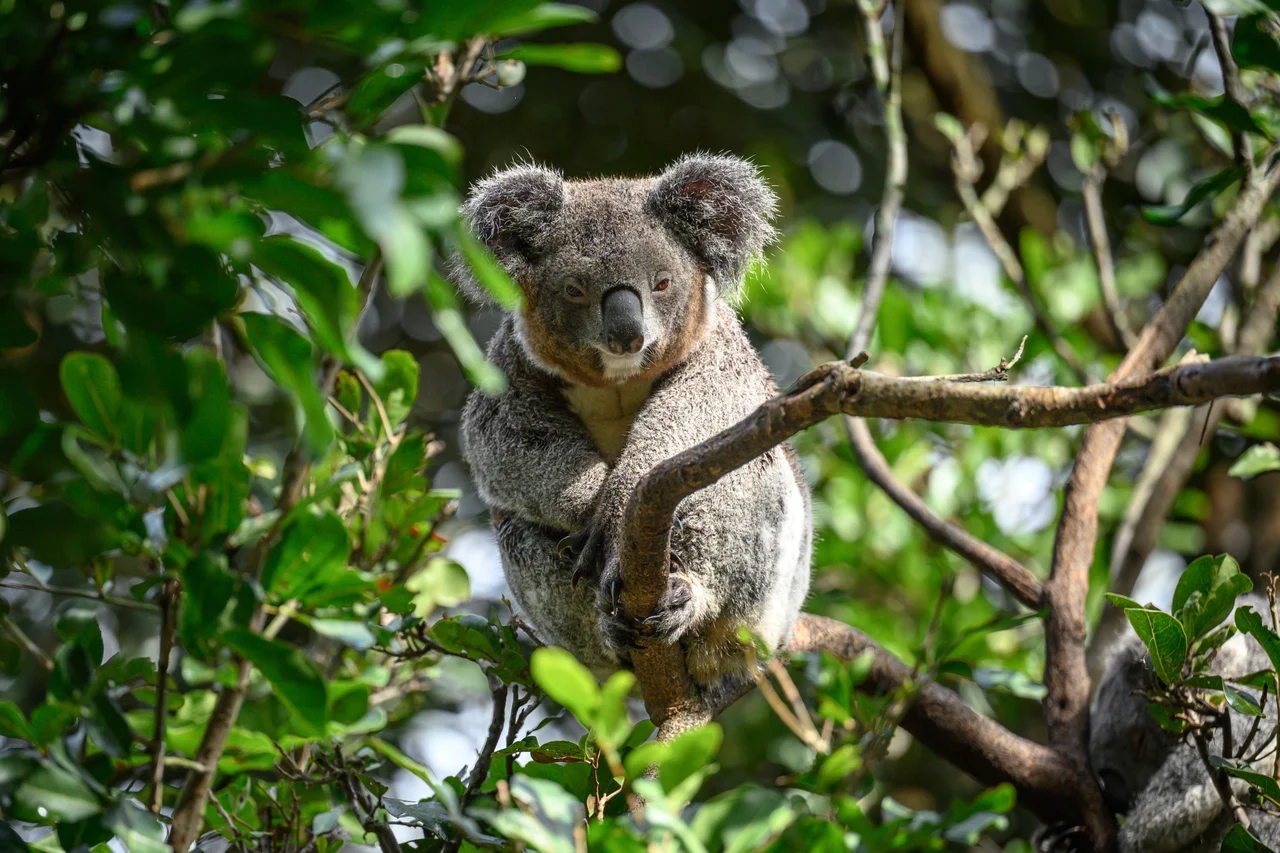 Featherdale Sydney Wildlife Park Ticket