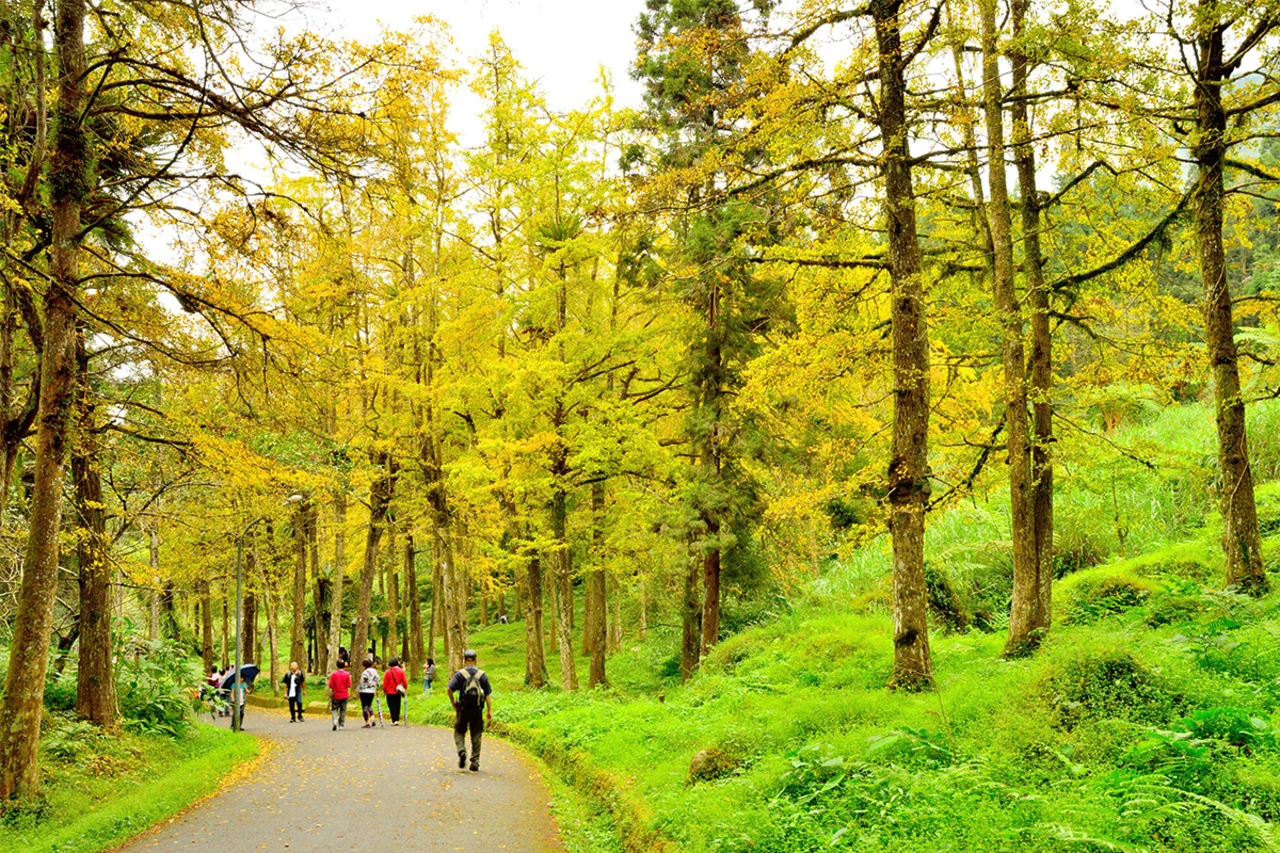 Xitou Nature Education Area Ticket in Nantou