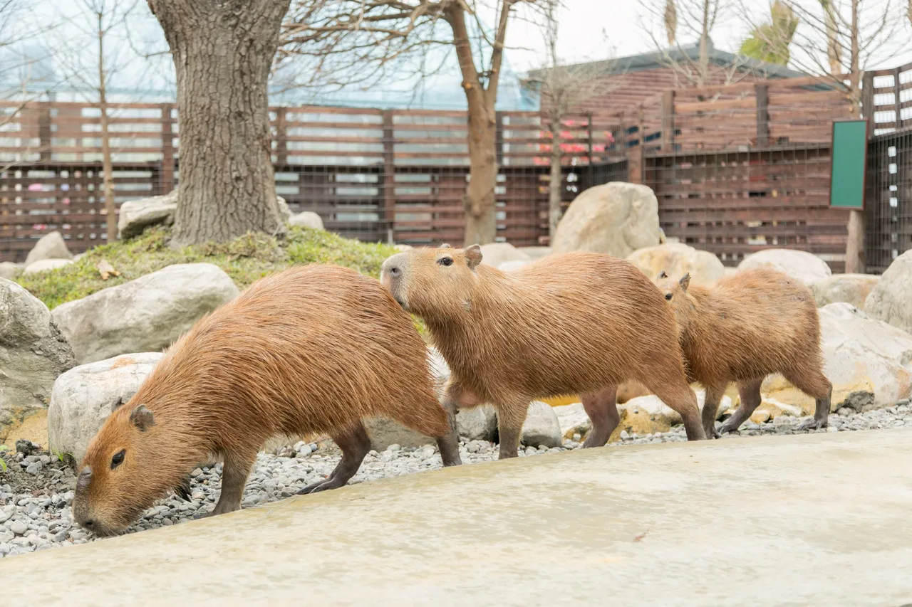 Yilan Animal Farm, Bubble Tea Museum & Luodong Night Market Day Tour