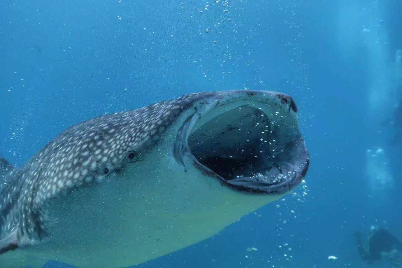 Oslob Whale Shark Snorkeling and Badian Canyoneering Water Adventure