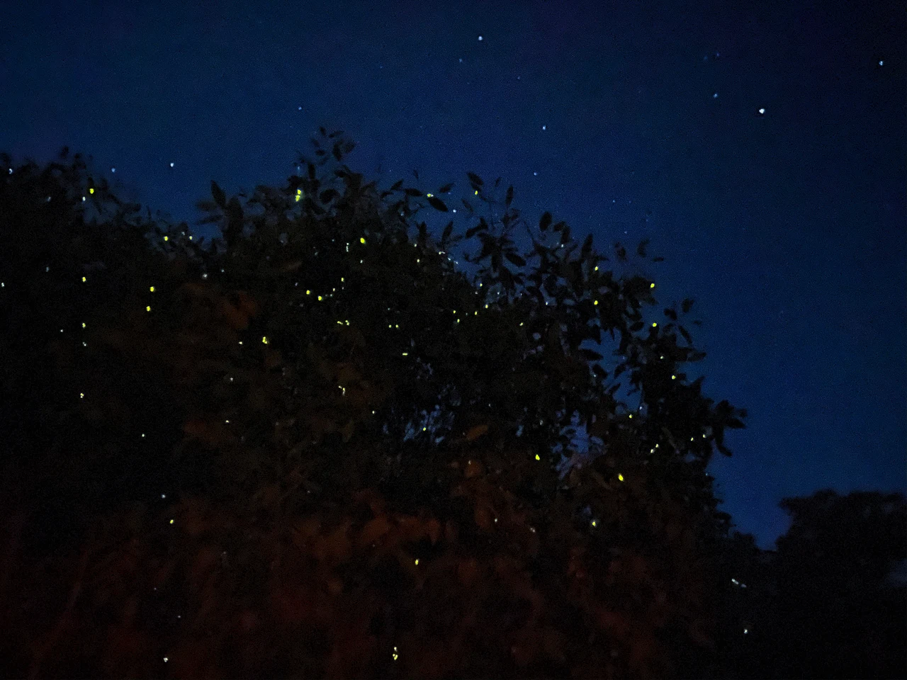 Kuala Lumpur Fireflies & Blue Tears Night Tour
