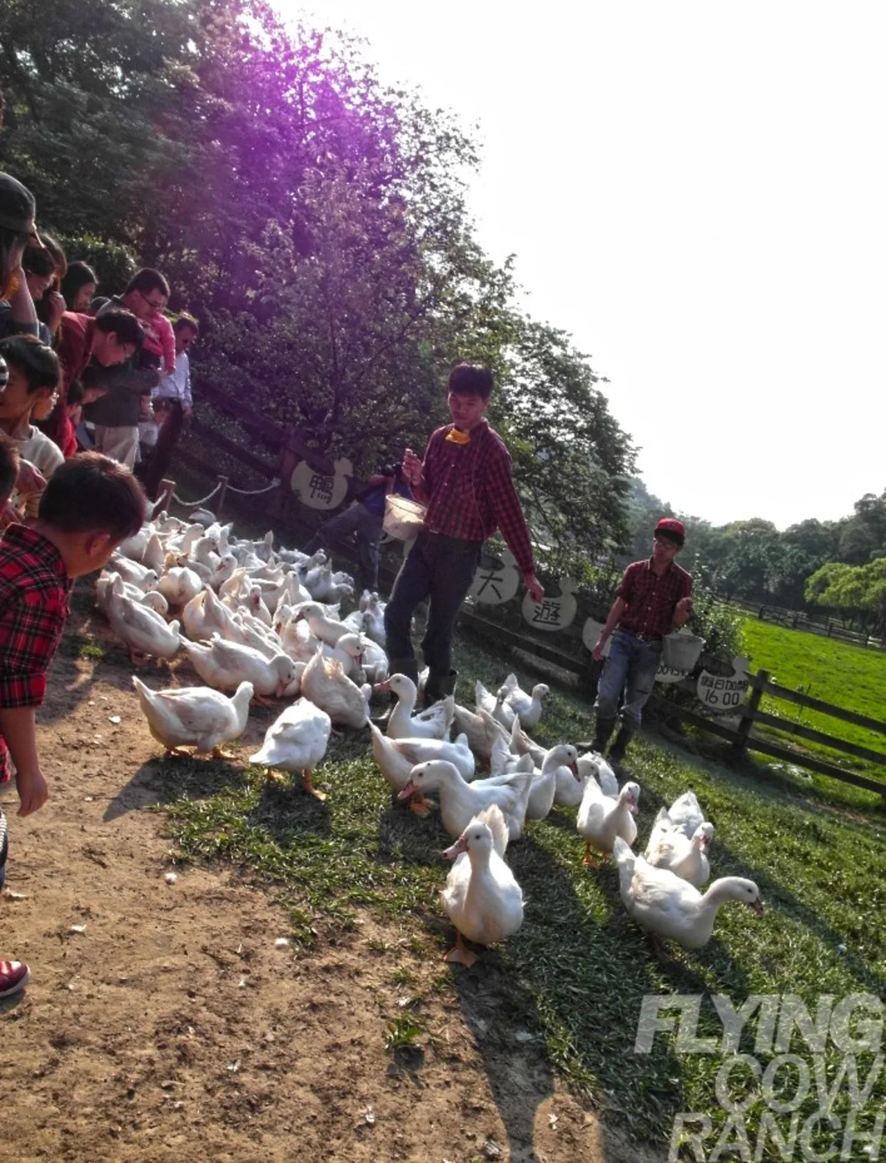 Miaoli: Flying Cow Ranch Ticket 