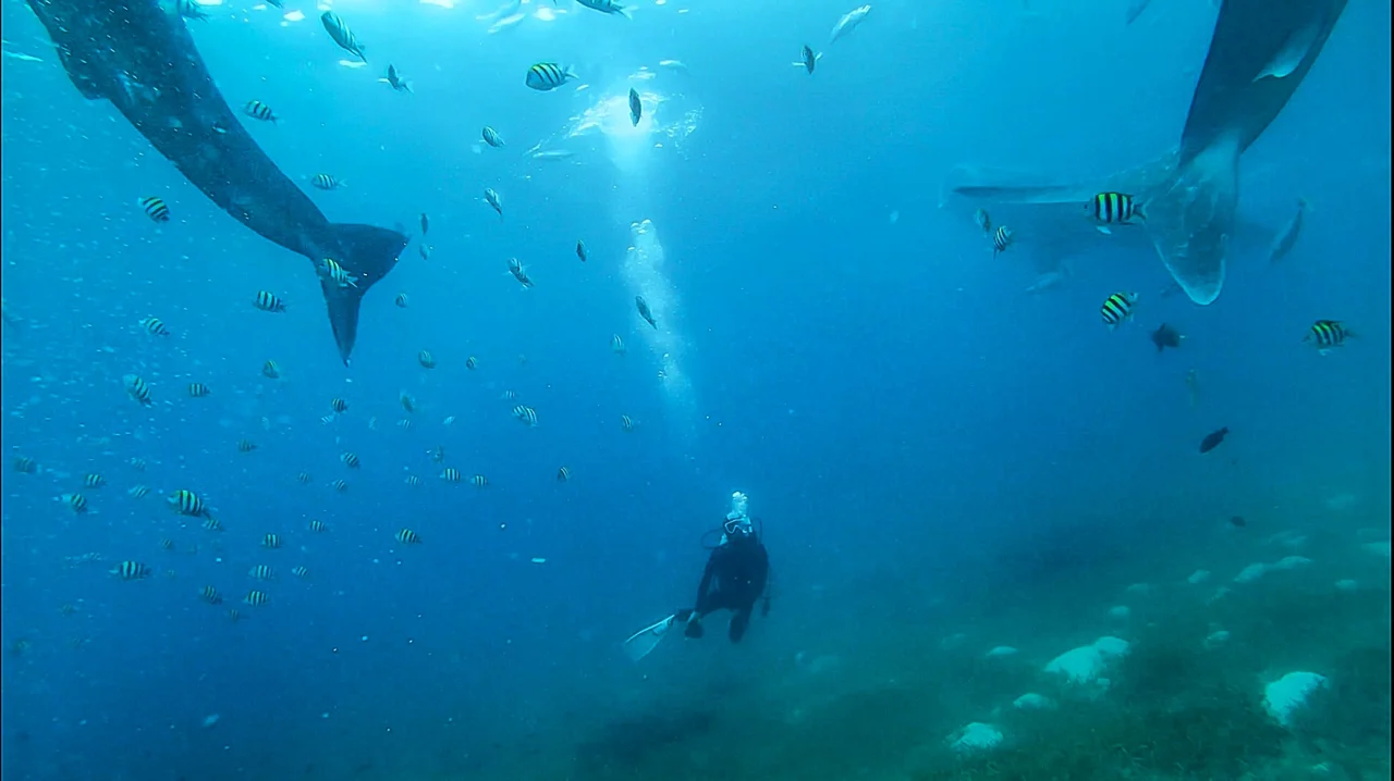 Oslob Whale Shark Snorkeling and Badian Canyoneering Water Adventure