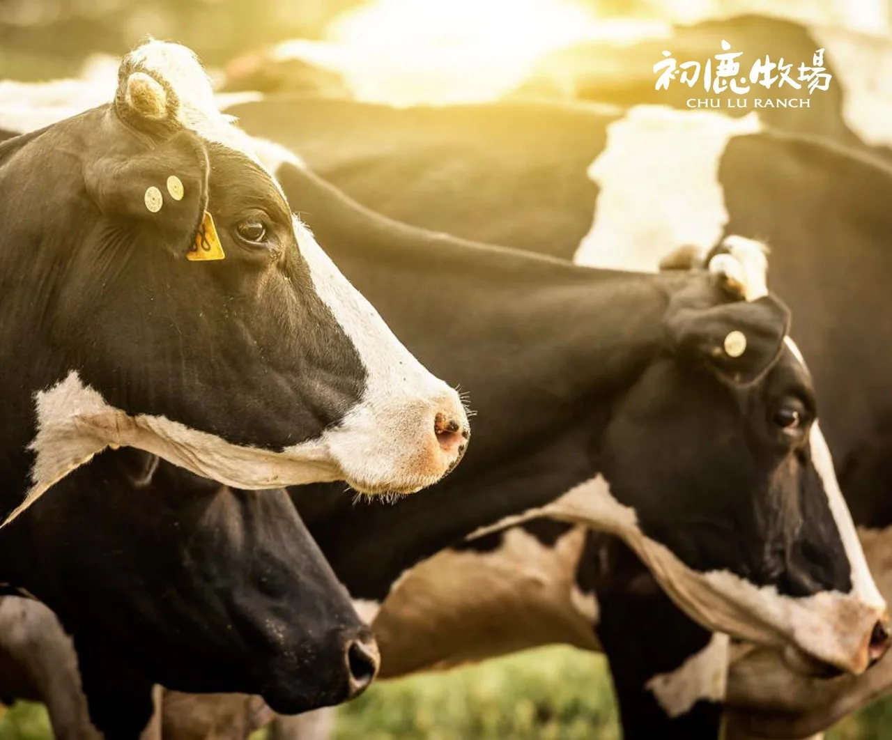 Chu Lu Ranch Admission Ticket in Taitung