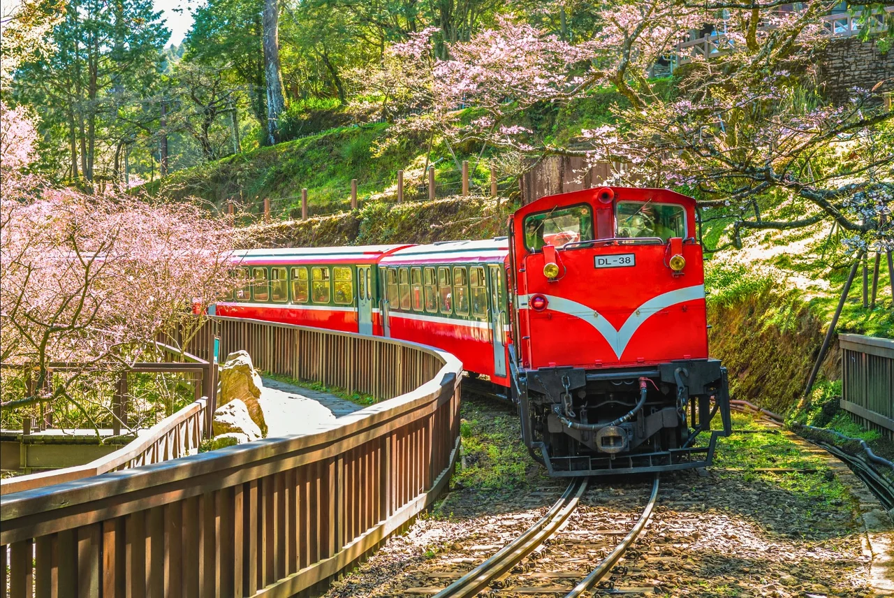 Alishan Day Tour from Taichung, Chiayi, or Kaohsiung