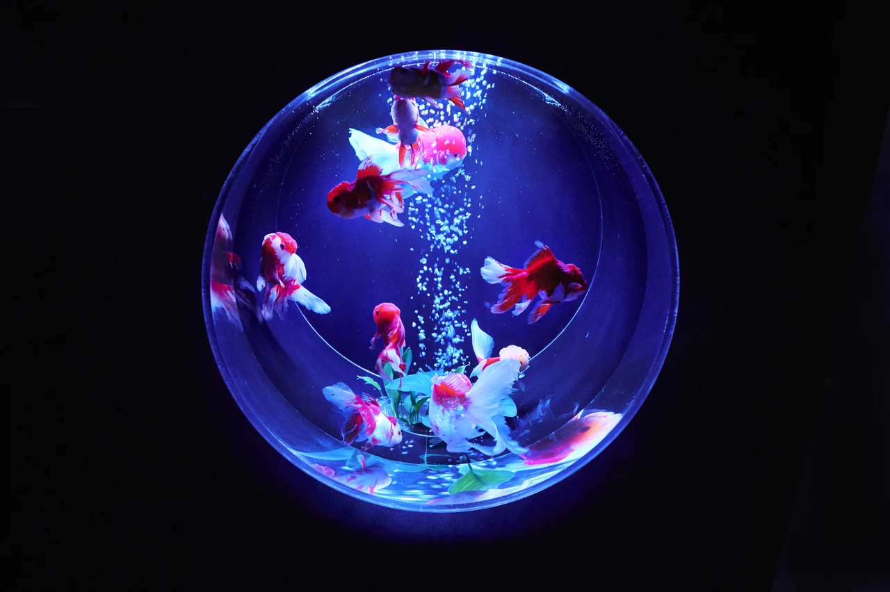 Art Aquarium Museum GINZA Ticket