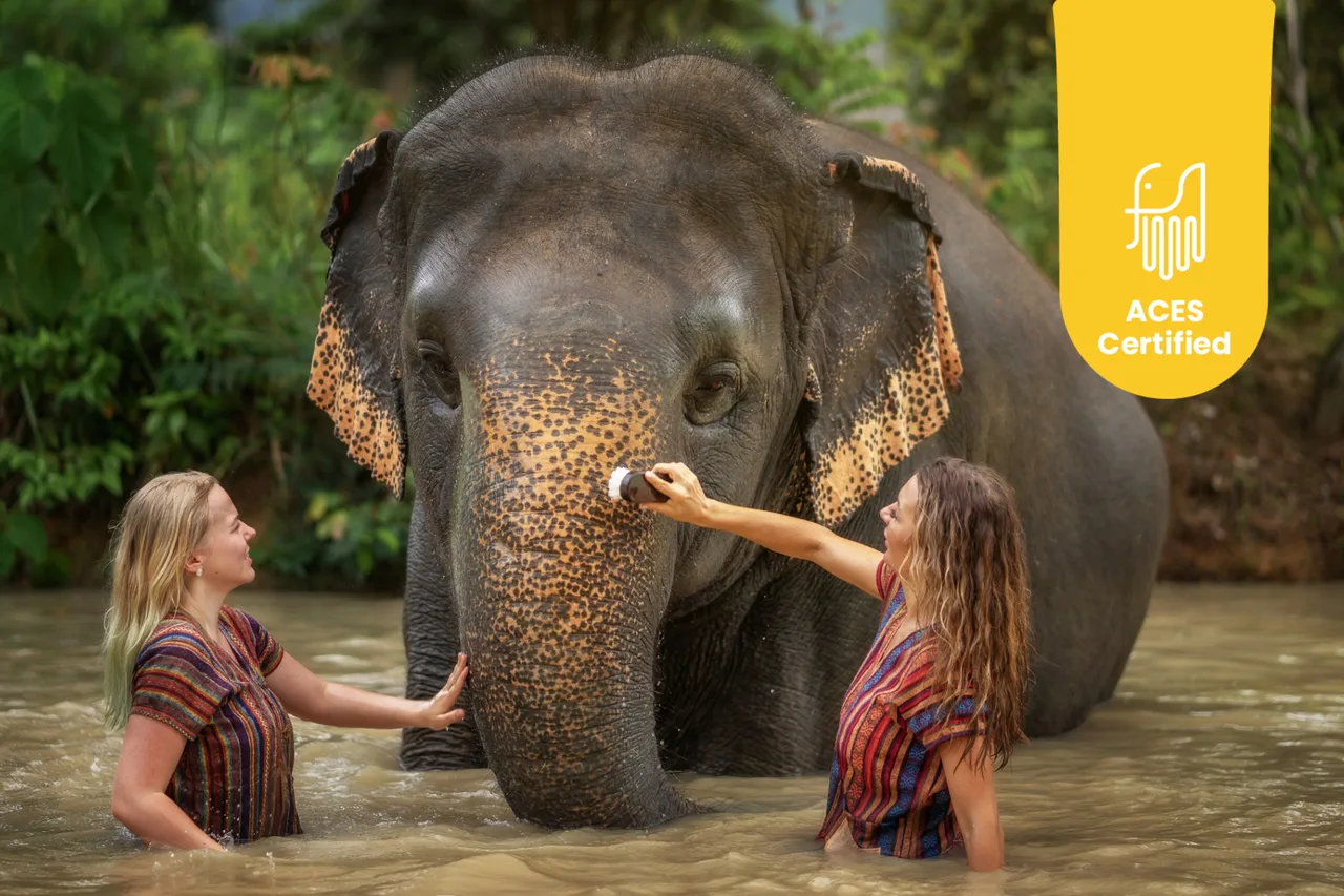 Elephant Jungle Sanctuary Phuket Experience