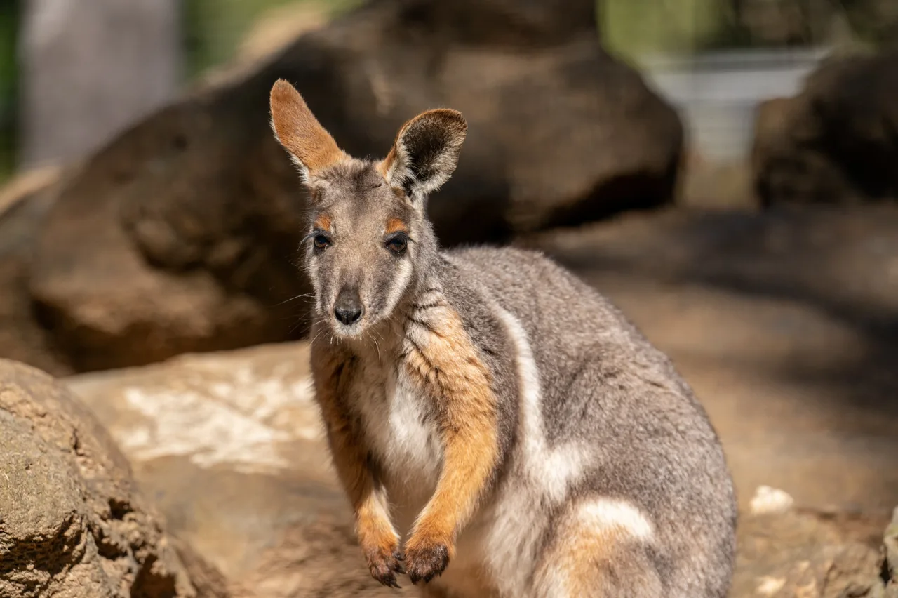 Featherdale Sydney Wildlife Park Ticket