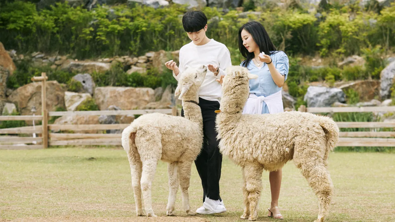 Alpaca & Nami Island & Rail Bike & Petite French Village & Legoland