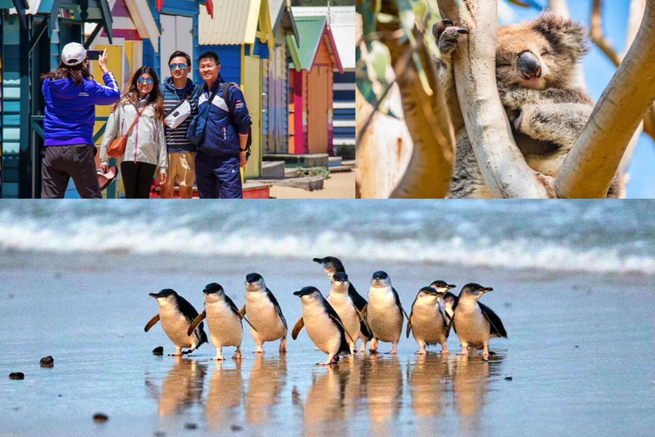 Phillip Island Penguins w/ Beach Boxes, Koalas & Kangaroos