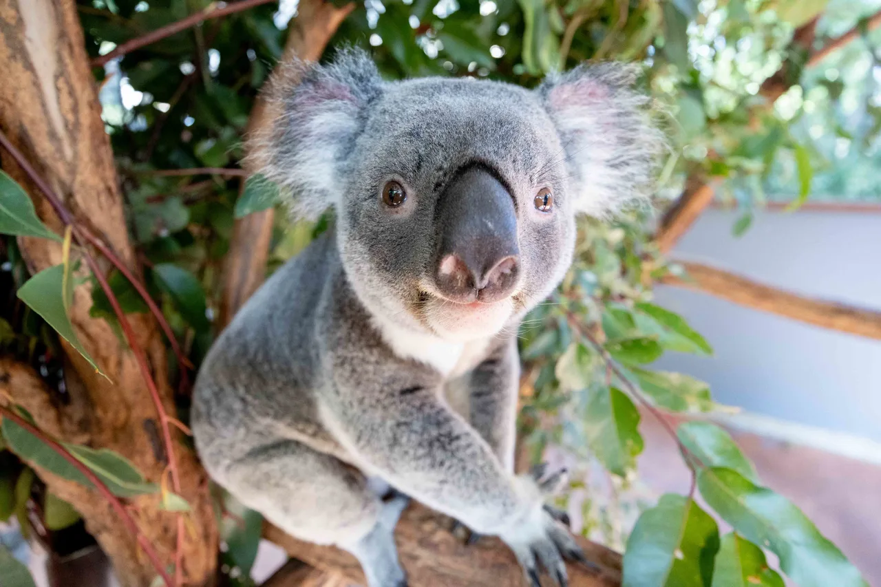 Lone Pine Koala Sanctuary Entry Ticket