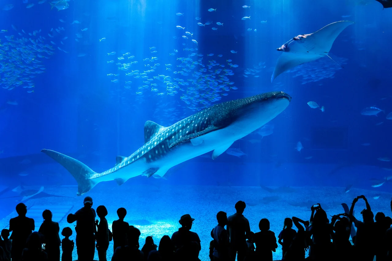 Okinawa Churaumi Aquarium & American Village Tour (Departure from Naha)