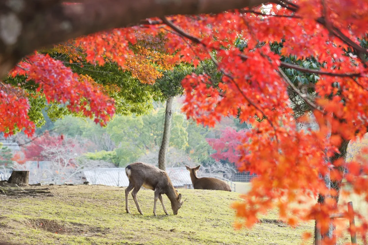 Kyoto Arashiyama Fushimi Inari and Nara Deer Day Tour